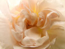 peach Rose